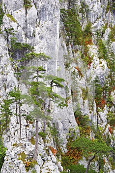 Black pine - Pinus Nigra Banatica in the Cernei Mountains, Romania.