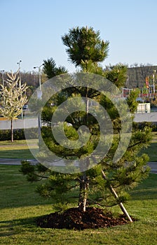 Black pine Pinus in the park habitus young pine branches from the ground about 10 years old