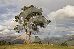 black pine tree in the mountains