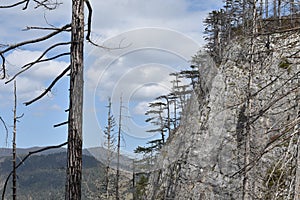 The Black Pine trees in the Tara Canyon,the deepest European canyon