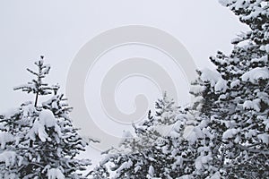 Black pine trees under the white snow, wintry landscape