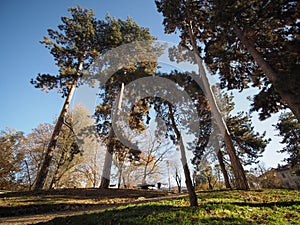 Black pines in Giardini Cavour in Turin