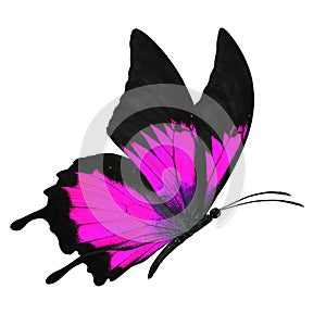 Black and pink butterfly