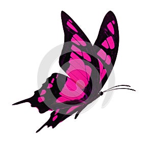 Black and pink butterfly flying