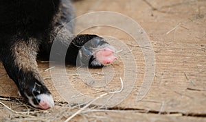 Concept of pet body part without face, minimalism. Black and pink pads hind paws of newborn puppy close up. Little dog