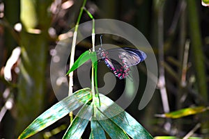 Black and pink shallowtail butterfly (Papilionidae)