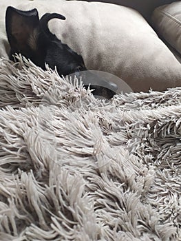 A black Pinscher dog sleeping on the sofa at home in winter