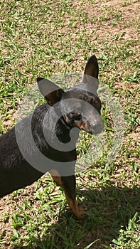 Black Pinscher puppy standing on the green grass.