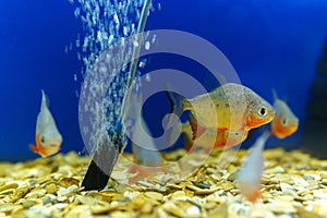 Black Piranha Paku. Dangerous fish in the aquarium. . selective focus