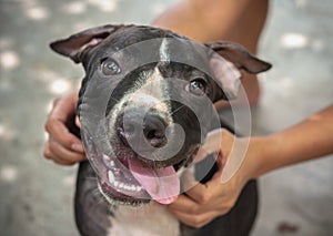 Black Pit bull puppy looking smile funny sitting on concrete background