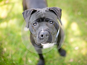 A black Pit Bull Terrier mixed breed dog looking up at the camer