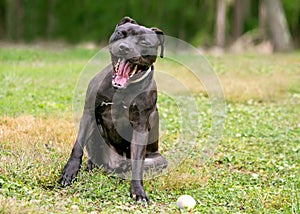 A black Pit Bull Terrier mixed breed dog making a funny face