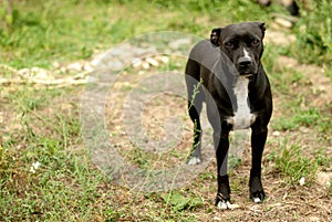 Black pitbul looking at the camera