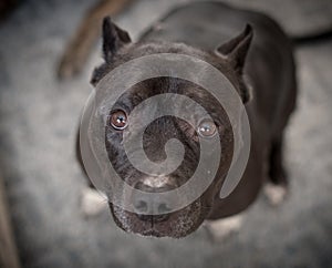 Black pitbul sitting