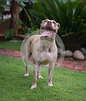 Black pitbul sitting