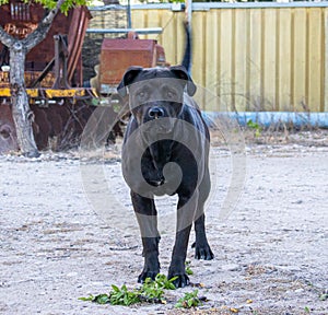 Black pitbull dog playing in the familiar farm