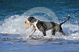 Black pitbull dog playing, running on sea wave on the beach