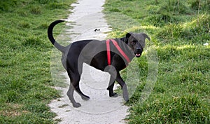 Black pitbull dog with red harness playing in the field