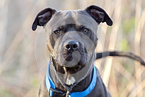 Black Pitbull dog wagging tail