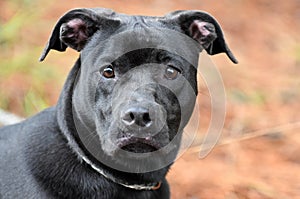 Black Pitbull Lab Boxer mix dog outside on leash