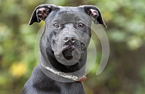 Black Pitbull Lab Boxer mix dog outside on leash