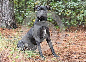Black Pitbull Lab Boxer mix dog sitting down outside on leash