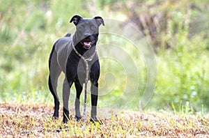 Black Pitbull and Lab mixed breed dog outside on leash