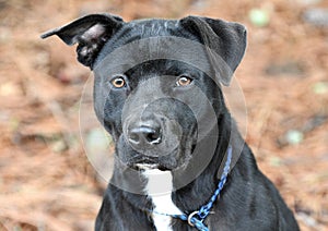 Black Pitbull and Labrador mix breed dog panting tongue