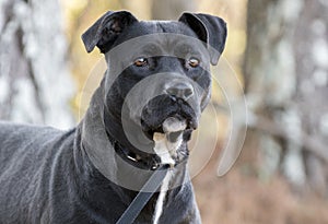 Black Pitbull Labrador mixed breed dog