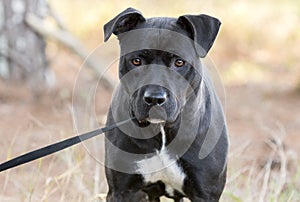 Black Pitbull Labrador mixed breed dog