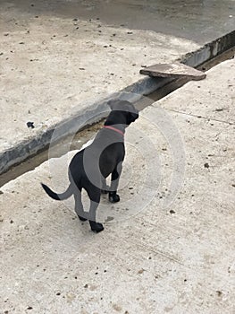A black pitbull puppy on the gate