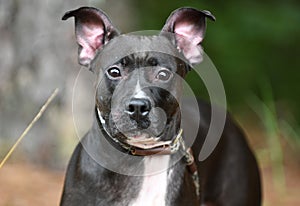 Black Pitbull Terrier dog mix outdoors on leash