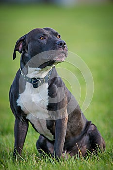 Black pitbull terrier on the meadow