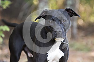 Black Pitbull Terrier mixed breed dog adoption photo