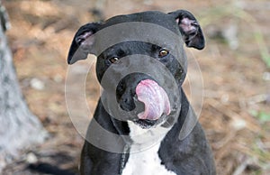 Black Pitbull Terrier tongue licking nose and lips