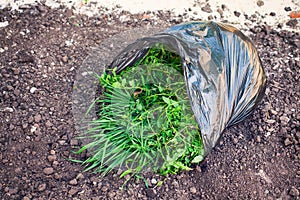 Black plastic bag with weeds on the ground