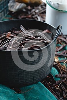 black plastic basket full of ripe carobs