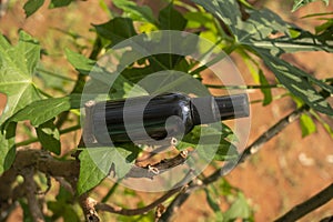 a black plastic bottle sitting on top of a chaya tree