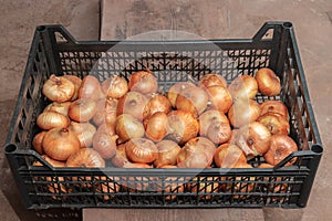 Black plastic box with golden onions. autumn concept of harvest