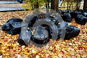 Black plastic garbage bags filled with fallen autumn leaves