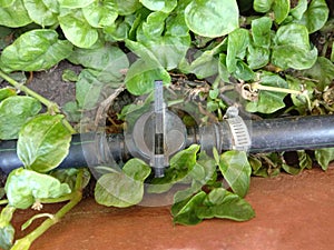 Black plastic valve for drip irrigation system in the garden.