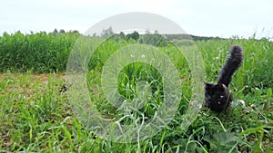 Black playful cat with a fluffy tail runs in tall grass