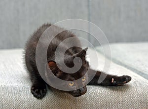 Black  playful kitten on the couch