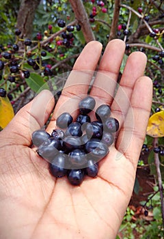 Black Plum Fruits presented in human hands, under the plum tree