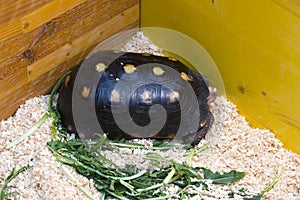 Black pointed turtle in captivity at shop