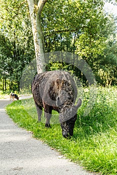 Black polled Galloway cow grazing in nature park