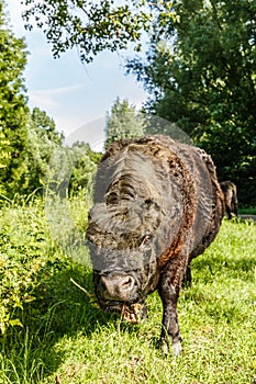 Black polled Galloway cow grazing in nature park