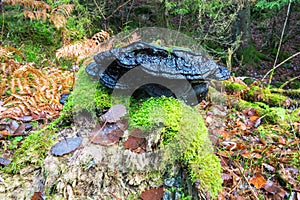 Black polypore mushrooms