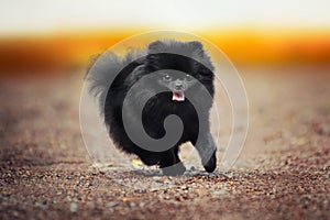 Black Pomeranian Spitz puppy playing