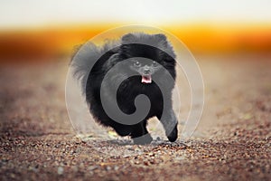 Black Pomeranian Spitz puppy playing photo